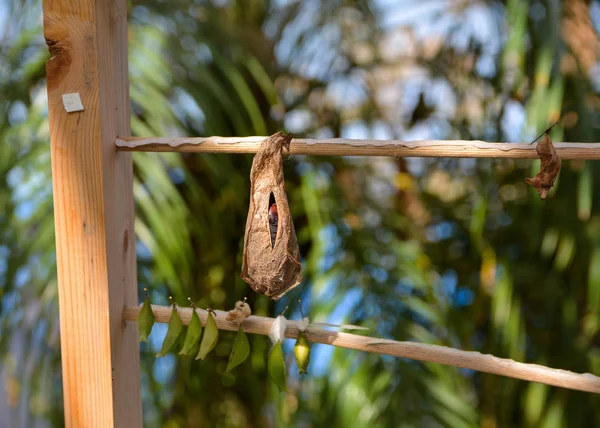 Cycle life .Process of metamorphosis of  butterfly .