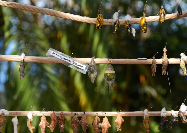 Cycle life .Process of metamorphosis of prepona butterfly (Archeoprepona demophon).