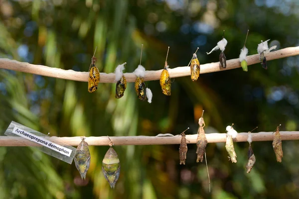 Cycle life .Process of metamorphosis of prepona butterfly (Archeoprepona demophon).