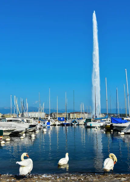 Wunderschöne Landschaft Leman See Mit Jet Eau Wasserbrunnen Und Schwäne — Stockfoto