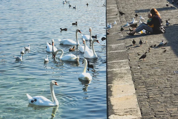 Γενεύη Ελβετία Αυγούστου 2019 Αναψυχή Στην Πόλη Της Γενεύης Στην — Φωτογραφία Αρχείου