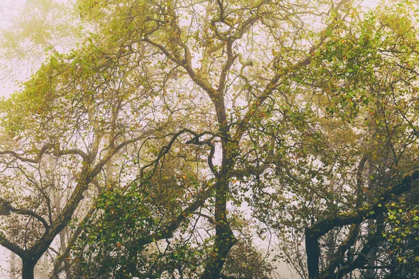 Hermoso Bosque Brumoso Temporada Otoño — Foto de Stock