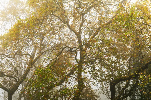 Sonbahar Mevsiminde Güzel Sisli Orman — Stok fotoğraf