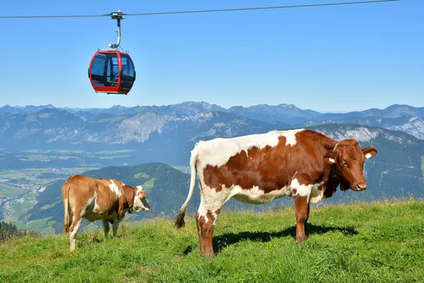 Мбаппе Собаками Гондолой Горе Хоэ Сальве Австрия — стоковое фото