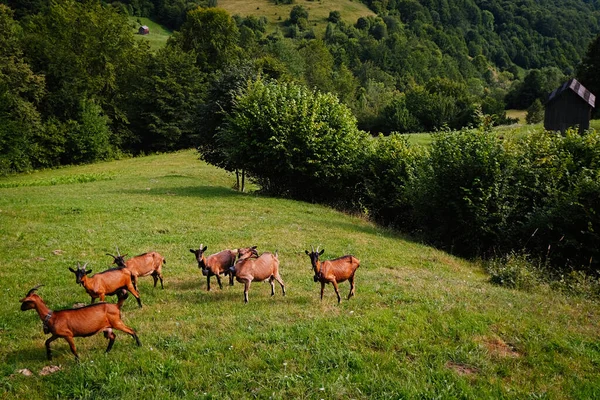 Bellissimo Paesaggio Con Capre Sul Prato Nella Contea Maramures Romania — Foto Stock