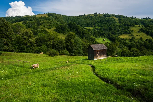 Beau Paysage Dans Comté Maramures Roumanie — Photo