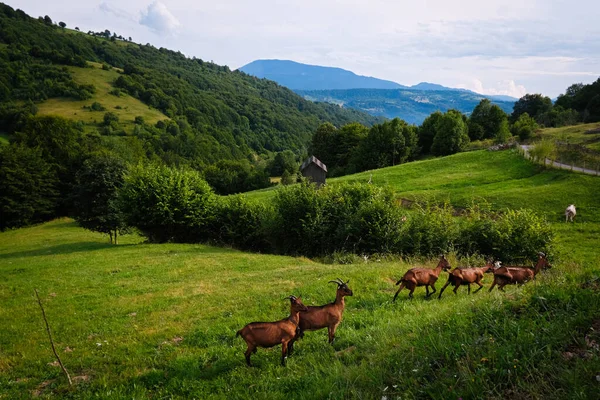 Schöne Landschaft Mit Ziegen Auf Der Wiese Maramures County Rumänien — Stockfoto