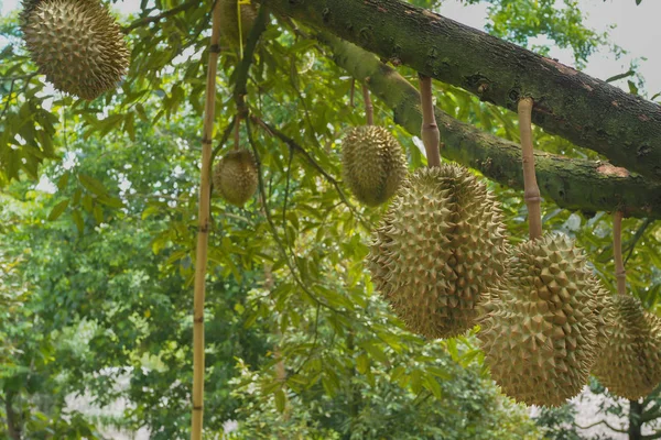 Durian ağaç, meyve Tayland kralı