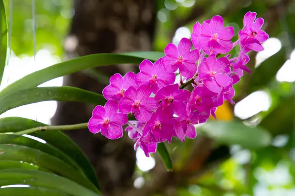 Bella Viola Orchidea Tailandese Fiore Tropicale — Foto Stock