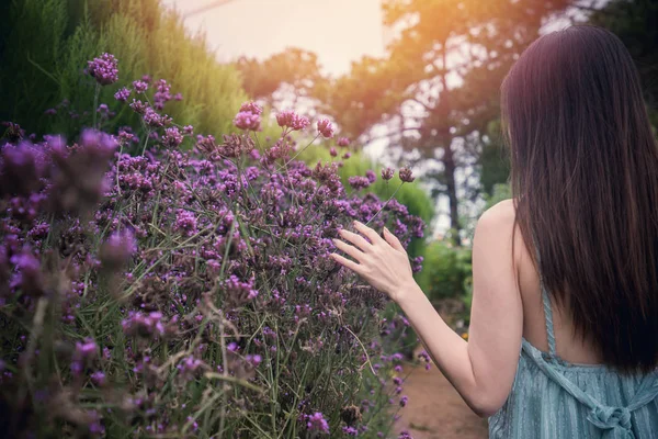 Sabah mor verbena çiçek dokunmadan kadının arka. — Stok fotoğraf