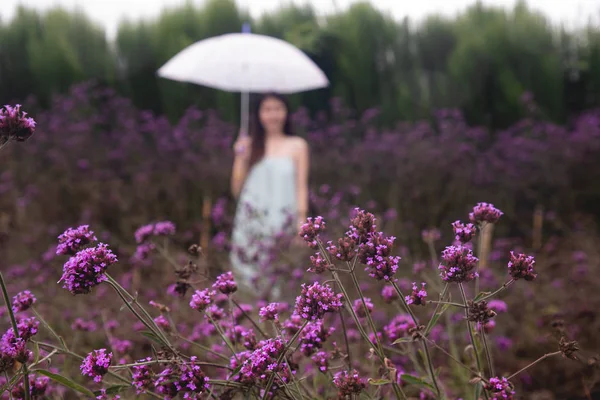 Verbena çiçek bahçesinde bulanık genç kadın. — Stok fotoğraf