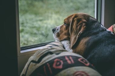 Bir av köpeği yastığa uzanır ve düşünceli bir şekilde pencereden dışarı bakar, dışarıda yağmur yağıyor. Üzgün, sıkılmış bir bakış. koyu tonlar