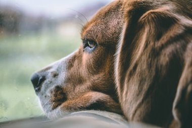 Bir av köpeği yastığa uzanır ve düşünceli bir şekilde pencereden dışarı bakar, dışarıda yağmur yağıyor. Üzgün, sıkılmış bir bakış. koyu tonlar