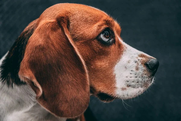 Bir Beagle köpeğinin portre fotoğrafı, gri bir arka planda, anlamlı bir şekilde yana bakıyor. Köpek surat yaklaş..