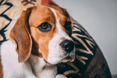 Sevimli bir av köpeği, bir yastığın üzerinde, bir ışık duvarının arka planında uzanıyor. Anlamlı bir bakış. yakın plan