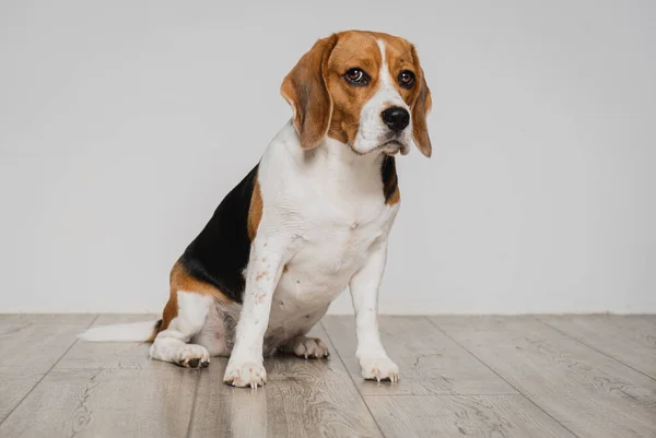 Beagle Câine Așezat Podea Lemn Pereți Albi Ochi Expresivi Nas — Fotografie, imagine de stoc