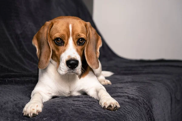Câine Drăguț Beagle Află Canapea Gri Fundalul Unui Perete Lumină — Fotografie, imagine de stoc
