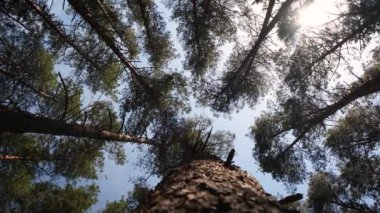 Uzun çam ağaçları gökyüzüne karşı rüzgardan sallanıyor. Maviyi vurdu. Doğanın sesleri ve ağaçların gıcırtısı. Dijital detoks. Açık hava eğlencesi
