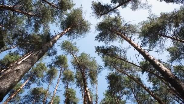 troncs de grands pins se balancent du vent contre le ciel. Prise de vue bleue. sons de la nature et le grincement des arbres. désintoxication numérique. loisirs de plein air