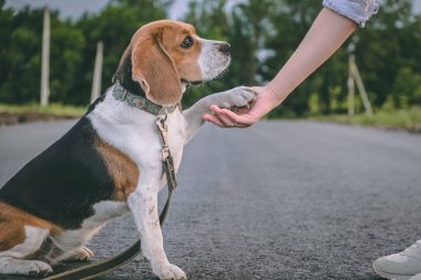 Beagle dog metresine pençe vermeyi öğreniyor. Evcil hayvanla yürü. Hayvanlarla ilgilenmek. Köpek pençesi insan ellerinde.