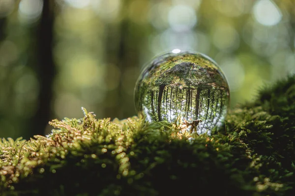 Milieu Concept Een Kristallen Bol Ligt Een Mos Het Bos — Stockfoto