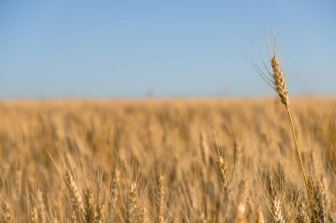 Sahada parlak güneş ışığında altın buğday dalları. Seçici odaklanma. Tarım, tarım, endüstri kavramı
