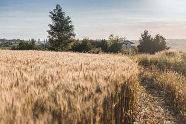 Sahadaki parlak güneş ışığında altın buğday dalları arasındaki yol. Uzakta küçük bir çiftlik evi. kulübe çekirdek estetiği
