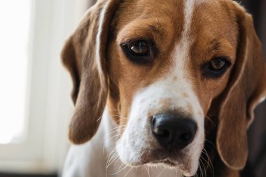 Bir av köpeğinin yakın plan portresi, anlamlı bir görünüş. Namlu kapağı yakın plan. asma kulaklar.