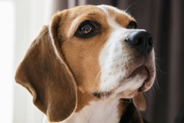 Primer Plano Retrato Perro Raza Beagle Mirada Expresiva Bozal Primer — Foto de Stock