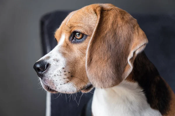 Primer Plano Retrato Perro Raza Beagle Mirada Expresiva Bozal Primer — Foto de Stock