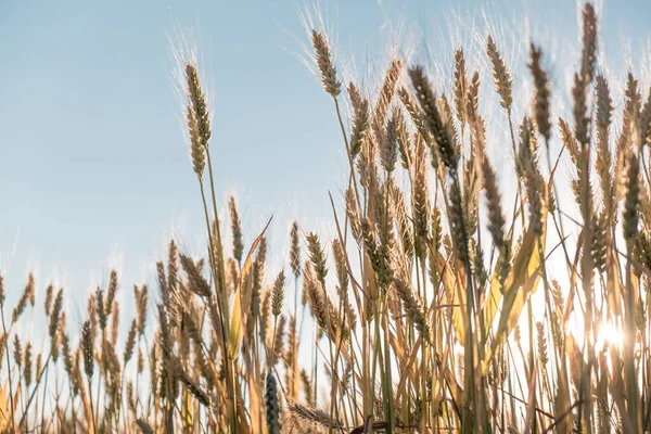 Foto Ett Vetefält Vid Solnedgången Selektivt Fokus Separat Spikelets Vete Stockfoto