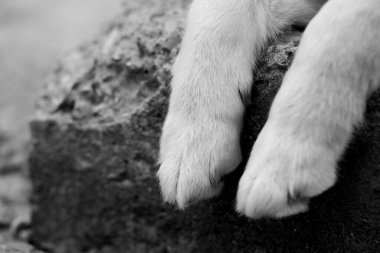 Tüylü patiler. Serseri hayvanlara yardım. Köpek insanın en iyi dostudur..