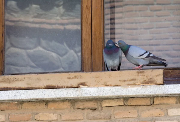 Couple of pigeons kissing in a window. Bird series.