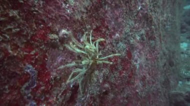 Siyah ve beyaz balıklar sürüler halinde kayaların arasında yelken açarlar.