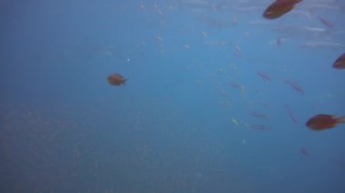 Büyük çizgili bir barakuda sürüsü resif boyunca yüzer.