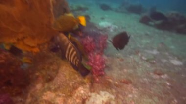 iki orfoz çiftleşme oyunu