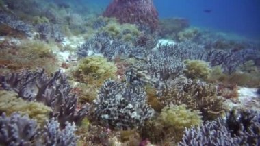 Bir çift karışık balık kendilerini bir resifteki çimlerin üzerinde kamufle ederler.