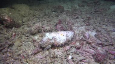 Deniz tabanında avını bekleyen çok renkli mürekkep balığı.