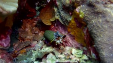 Peygamber devesi yengeci vizonunu cesurca savunur.