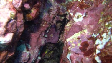 Resiflerde dans eden kırmızı karidesler.