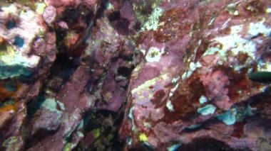 Resiflerde dans eden kırmızı karidesler.