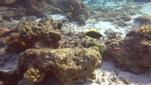 Zwart Wit Vissen Varen Een Kudde Zeil Tussen Rotsen — Stockvideo