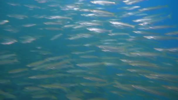 Schwarze Und Weiße Fische Segeln Einem Schwarm Zwischen Den Felsen — Stockvideo