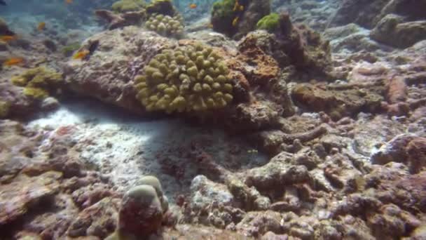 Les Poissons Noirs Blancs Naviguent Dans Troupeau Naviguent Entre Les — Video