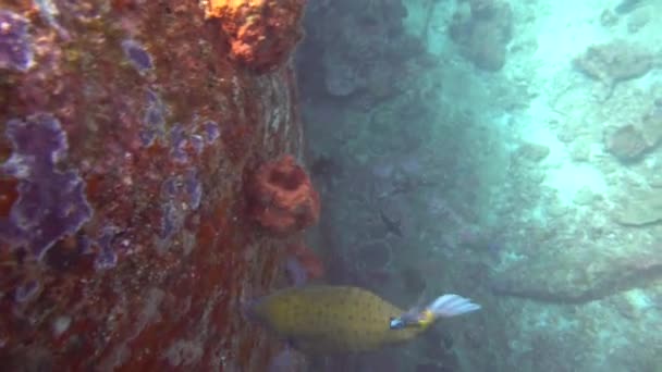 Schwarze Und Weiße Fische Segeln Einem Schwarm Zwischen Den Felsen — Stockvideo