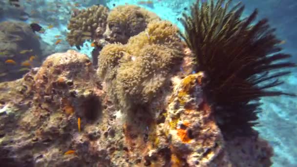 Pescado Blanco Negro Navegar Una Bandada Vela Entre Las Rocas — Vídeos de Stock