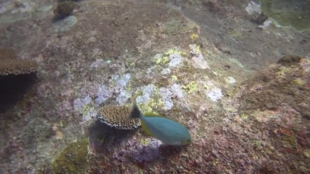 Pescado Blanco Negro Navegar Una Bandada Vela Entre Las Rocas — Vídeos de Stock