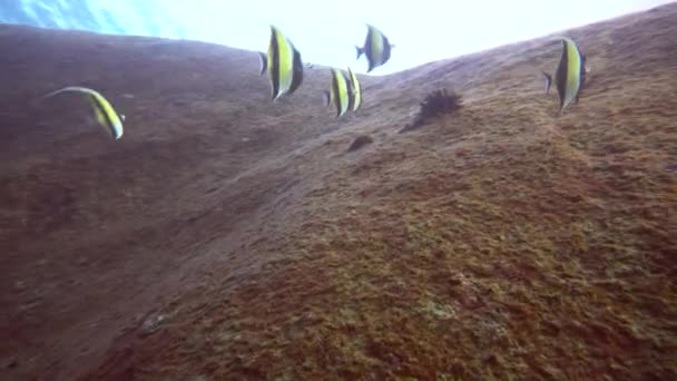 黒と白の魚が群れをなして岩の間を航海し — ストック動画