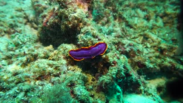 Morado Con Molusco Naranja Arrastra Sobre Arrecife Coral — Vídeo de stock