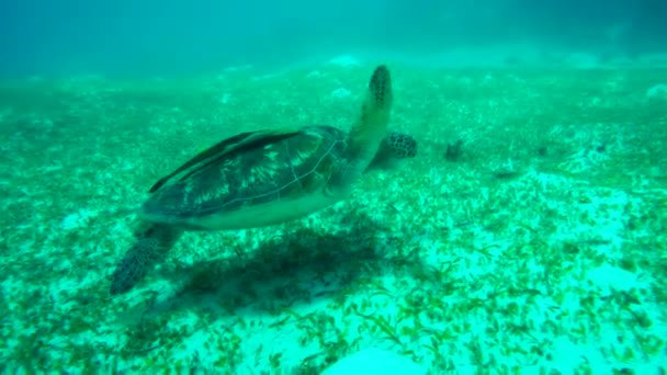 Mercan Resifindeki Büyük Okyanus Kaplumbağası — Stok video
